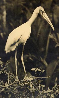 photo: Milky Stork from West Java, photographed in 1935 by A. Hoogerwerf