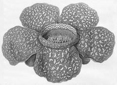 photo: Drawing of Rafflesia arnoldi